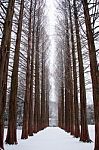 Row Of Pine Trees Stock Photo