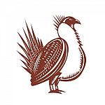 Sage Grouse Bird Woodcut Stock Photo