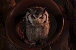 Scops Owl Stock Photo