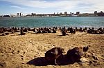 Sea Lions In The Port Of Mar Del Plata Stock Photo