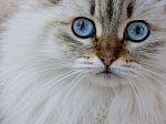 Siberian Cat Stock Photo
