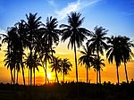 Silhouette Of Coconut Palm Trees Stock Photo