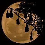 Silhouetted Fruit Bat On Tree With The Moon Background Stock Photo