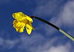 Single Daffodil Stock Photo