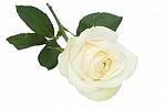 Single White Rose With Leaves Stock Photo