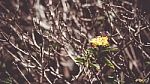 Single Yellow Flower Over Dry Branches Stock Photo