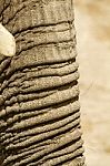Skin Texture Of An African Elephant Stock Photo