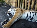 Sleeping Tiger Stock Photo