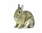 Small Brown Rabbit Stock Photo