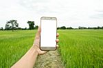 Smart Phone In Hand With Rice Field Stock Photo