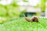 Snail Crawling Stock Photo