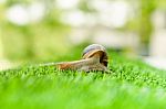 Snail Crawling Stock Photo
