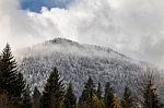 Snowcaped Treeline In A Haze Of Cloud Stock Photo