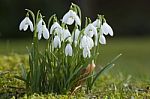 Snowdrops Stock Photo