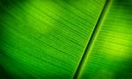 Soft Focus Of Banana Leaf Stock Photo