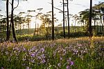 Soft Focus Sweet Purple Flowers And Pine Tree Forest With Sunset Stock Photo
