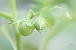 Solanum Laciniatum Stock Photo