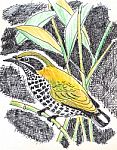 Speckled Piculet  Bird Drawing Stock Photo