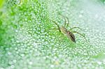 Spider With Water Drops