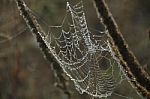 Spider's Web Stock Photo