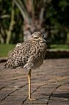 Spotted Thick Knee Relaxing On A Footpath Stock Photo