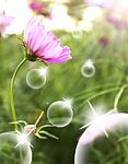 Spring Flowers And Bubble Background Stock Photo