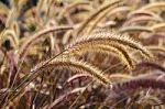 Squirrel Tail Grass Stock Photo