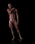 Standing Human Anatomy Stock Photo