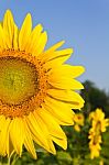 Sunflower Stock Photo