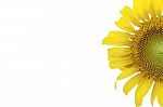 Sunflower On White Background. Input Text For Slide Presentation Stock Photo