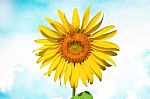 Sunflower With Bright Blue Sky Stock Photo