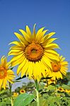 Sunflower With Bright Blue Sky Stock Photo