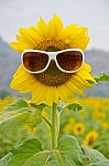 Sunflower With Sunglasses Stock Photo