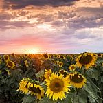 Sunflowers In A Field In The Afternoon Stock Photo