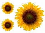 Sunflowers Isolated On White Background, Unseen Thailand Flowers Stock Photo