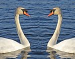 Swan Mirror Image Stock Photo