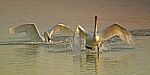 Swans Stock Photo