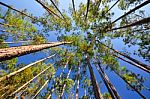 Tall Pine Canopy Stock Photo