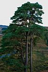 Tall Tree Stock Photo