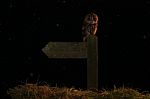 Tawny Owl And Sign Post Stock Photo