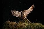 Tawny Owl In Flight Stock Photo