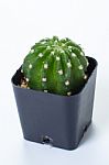 The Cactus: Echinopsis Subdenudata Stock Photo