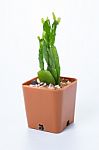 The Cactus: Schlumbergera Stock Photo