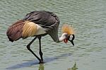 The Grey Crowned Crane Bird Stock Photo