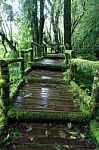 The Wooden Walkway In Rain Forest