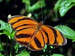 Tiger Butterfly - Dryadula Phaetusa Stock Photo