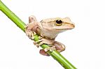 Tree Frog Stock Photo