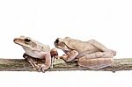 Tree Frogs Stock Photo