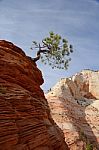 Tree On Sandstone Rock Stock Photo