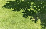 Tree Shadow On Green Grass Stock Photo